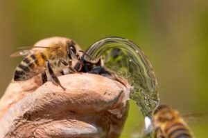 Honning.bi &ndash; Honning fra Kolt-Hasselager & &Aring;byh&oslash;j